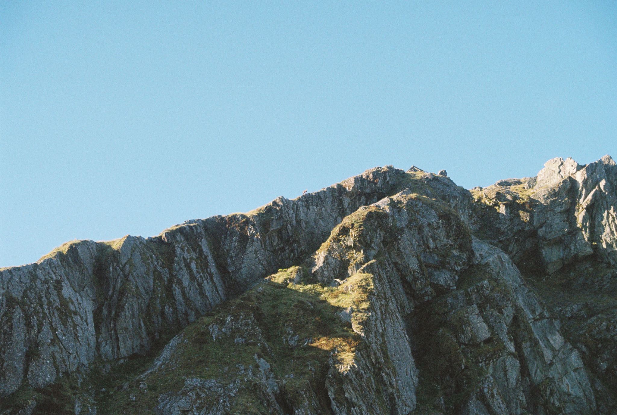 chamois